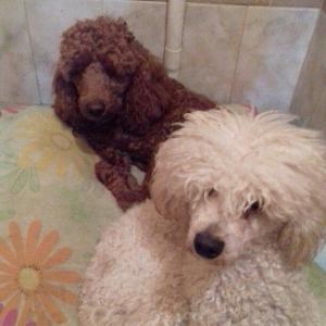 pudel cütləşdirmək istiyən zəng vura bilər ikisidə erkəkdi