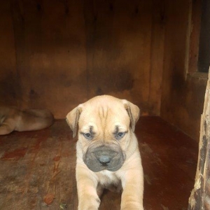 1 balasi var ay yarimliqdi ayliqdi 1 disi 300 manatdir. Moskovadan