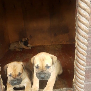 1 balasi var ay yarimliqdi ayliqdi 1 disi 300 manatdir. Moskovadan