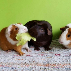 dəniz donuzu. 15 manata. 3 aylıqdilar erkek disi var. xahis olunur qiy