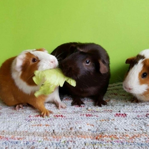 dəniz donuzu. 15 manata. 3 aylıqdilar erkek disi var. xahis olunur qiy