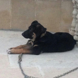 4. ayliq dir rottweiler cinsi ile afcarkanin qariwiqi kamandalari bezi