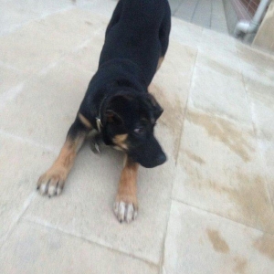 4. ayliq dir rottweiler cinsi ile afcarkanin qariwiqi kamandalari bezi