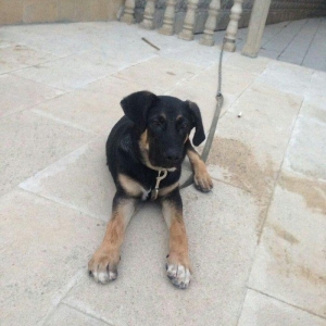 4. ayliq dir rottweiler cinsi ile afcarkanin qariwiqi kamandalari bezi