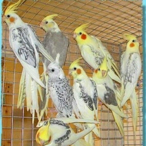 Tecili 40 cut gozel renglerde bala veren hazir cut