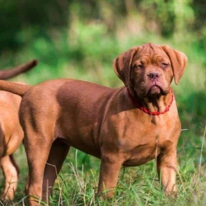 Вашему вниманию предлагаются щенки бордоского дога . Крепкого