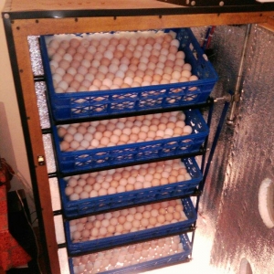 inkubatorlarin satisi ve yigilmasi. tam avtomatik is rejiminde isleyir