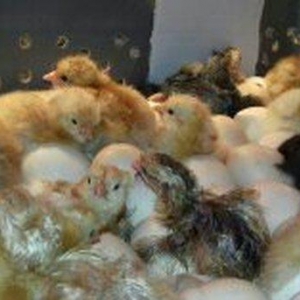 inkubator. tam avtomatik is rejimine malik olan inkubatotlarin yigilma