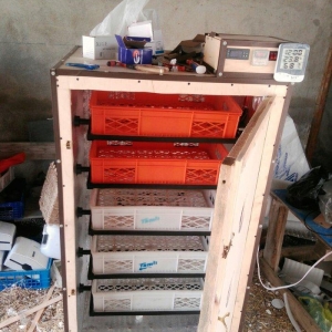 inkubator. tam avtomatik is rejimine malik olan inkubatotlarin yigilma