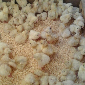 inkubator yigilir, tam avtomatik is rejimine malikdir. her bir sey avt