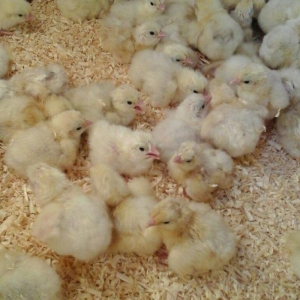 inkubator yigilir, tam avtomatik is rejimine malikdir. her bir sey avt