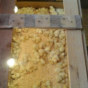 inkubator yigilir, tam avtomatik is rejimine malikdir. her bir sey avt