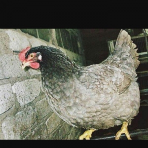 Dominant toyugu satilir. 1 denedi. QIYMET sondu.Unvan Pirallahi. Korog