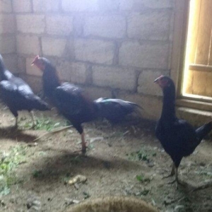 heratiler satilir 3 fere 1 xoruz tam saglamdilar h