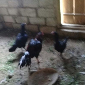 heratiler satilir 3 fere 1 xoruz tam saglamdilar hec bir problemi yoxd