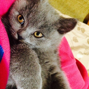 150 AZN   SATILIR ШОТЛАНСКИЙ КОТЕНОК МАЛСИК-2,5 Месяца приучен к