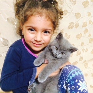 150 AZN   SATILIR ШОТЛАНСКИЙ КОТЕНОК МАЛСИК-2,5 Месяца приучен к