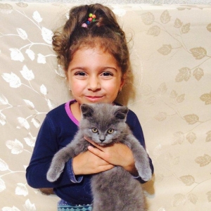 150 AZN   SATILIR ШОТЛАНСКИЙ КОТЕНОК МАЛСИК-2,5 Месяца приучен к