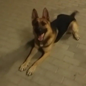 Cut axtariram 2 yawi var temiz europeyskidi.