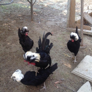 ag papglar. satilir. tam. saglam. damazligucun. eladilar 90-100 mayali