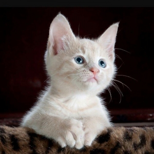 1 -2 ayliq ag bala pisiy isteyirem.eger kimde vars