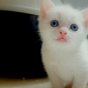 1 -2 ayliq ag bala pisiy isteyirem.eger kimde varsa nomreye zeng vursu