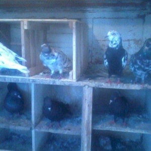 Goyercin 18eded goercindi ebrew cilbaw qara kekilidi xana qariwiq sati