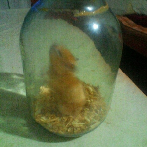 Добрый всем.продаю одново хомичка девочка большой чистый добрый без за