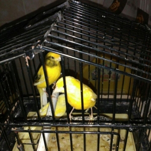 kanareyka 3 dene 4-5 ayliq saglam gozel quslardi.Oxumaga basliyirlar.