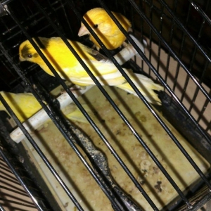 kanareyka 3 dene 4-5 ayliq saglam gozel quslardi.Oxumaga basliyirlar.