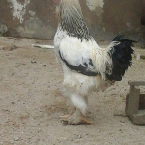 Saqlam brama xoyrzu 1il6ay  60az sqiyme son pirallahida yasiyiram waca