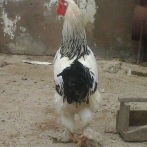 Saqlam brama xoyrzu 1il6ay  60az sqiyme son pirallahida yasiyiram waca