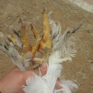 Saqlam brama xoyrzu 1il6ay  60az sqiyme son pirallahida yasiyiram waca