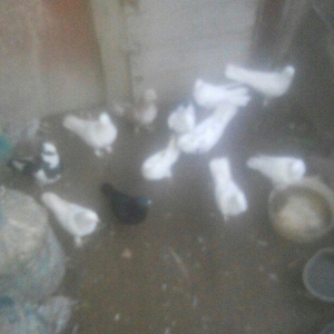 13 eded goyercin satilir.tam saqlamdilar.optovoy 44 manat.tek tek 4 ma