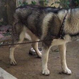 Temiz paroda xaski satilir 1yas 2ayligdi damiynan bir yerde 150azn e