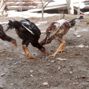 Turk sortu heyrati satiram 2 xoruz bir fere qirmiz