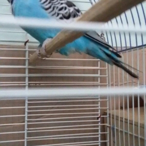 Ev seraitinde vitaminlerle baxilan 3 ayliq  erkek cex papuqay satilir.