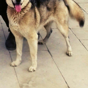 xaski iti.tecili satilir.Tecili satram qiymetre duwecem