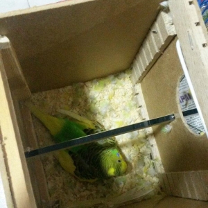 Cüt papuqay. Dişi 6 yumurta üstündəqəfəs yuva bir yerdə satılır whatsa