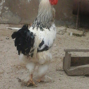 1yas6 ayliq saqlam xoruz 60 azin son qiymeti qaldiqim yer pirallahi wa