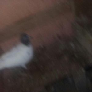 quşlar 4 cütdür.1 cüt ana 3 cüt baladan clxma.250 manat son qiymət.quş