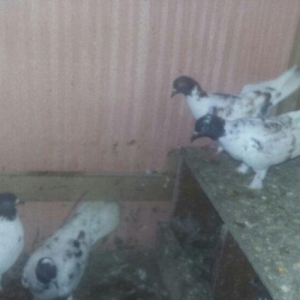 quşlar 4 cütdür.1 cüt ana 3 cüt baladan clxma.250 manat son qiymət.quş