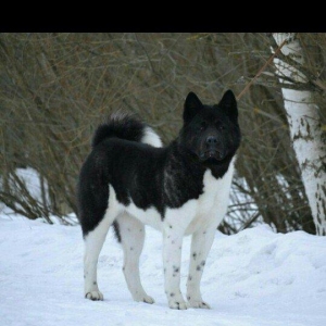 Amerikan akitasi satiram balalar tam saglamdir peyvendleri vurulub bal