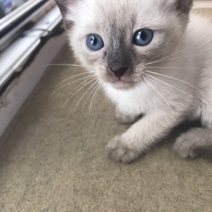 Сиамский котенок, девочка, 1 месяц, к лотку и корму приучена, домашняя