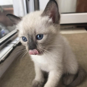 Сиамский котенок, девочка, 1 месяц, к лотку и корму приучена, домашняя