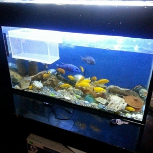 Akvarium.satilir tecili 340 lt su tutur ya 240  lt