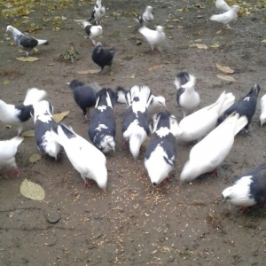 Ev göyərçinləri, qara, ağ, qara - ağ, ünvan