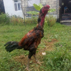 heyrati Ozbek. bu cutun balalari satilir sekilde g