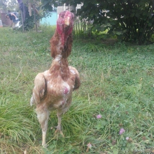 heyrati Ozbek. bu cutun balalari satilir sekilde gorunen cuceler 2 ayl