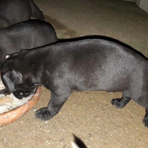 Erkek Pitbull Balasi Satilir  son 1 qara bala qalib.Drak ve Ce****anin